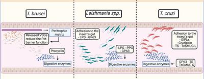 Role of Virulence Factors of Trypanosomatids in the Insect Vector and Putative Genetic Events Involved in Surface Protein Diversity